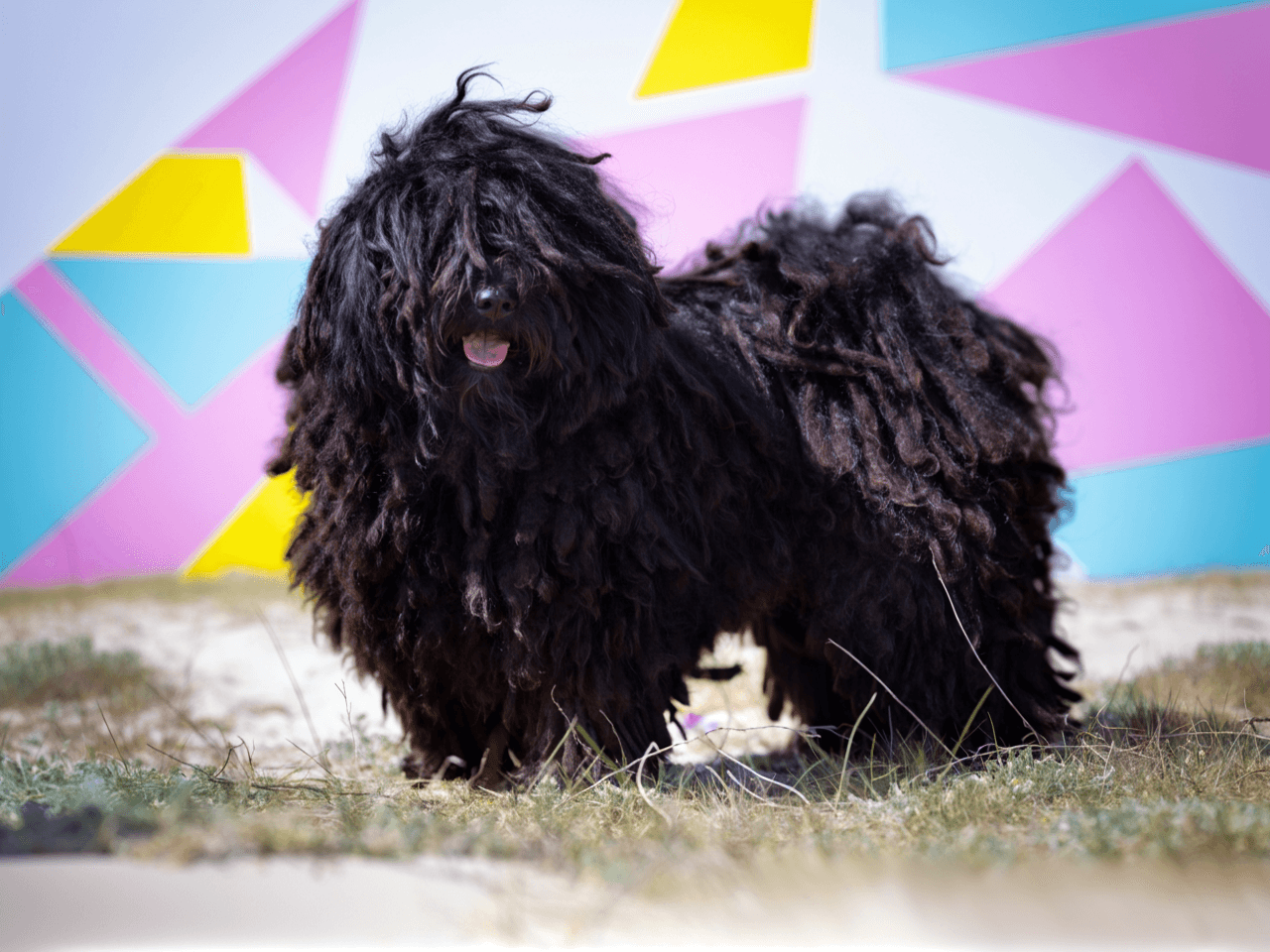 Puli Definition Puli: Intelligent Cord-Coated Dog Breed for Australians